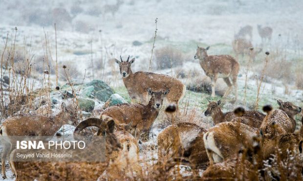 آماده‌باش محیط‌بانان تهران برای حفاظت از حیات وحش در سرما