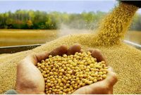 امنیت غذایی یا امنیت رانت؟؛تصمیم پرابهام جهاد کشاورزی